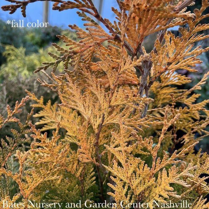 Thuja Occidentalis Ember Waves - View 7 from www redcrocus com