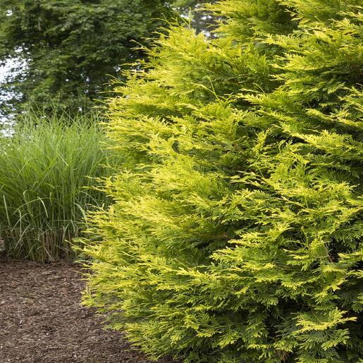 Thuja Occidentalis Ember Waves - View 9 from www redcrocus com