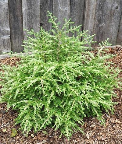 Tsuga Canadensis Emerald Fountain - View 10 from www redcrocus com
