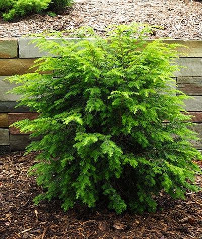 Tsuga Canadensis Emerald Fountain - View 12 from www redcrocus com