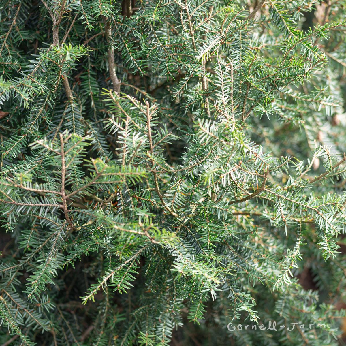 Tsuga Canadensis Emerald Fountain - View 16 from www redcrocus com