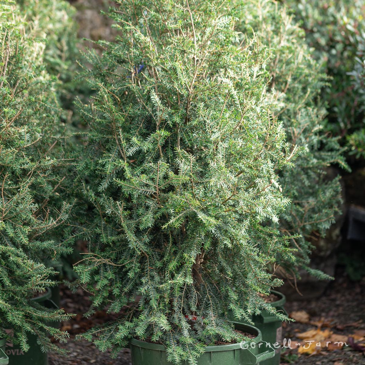 Tsuga Canadensis Emerald Fountain - View 17 from www redcrocus com