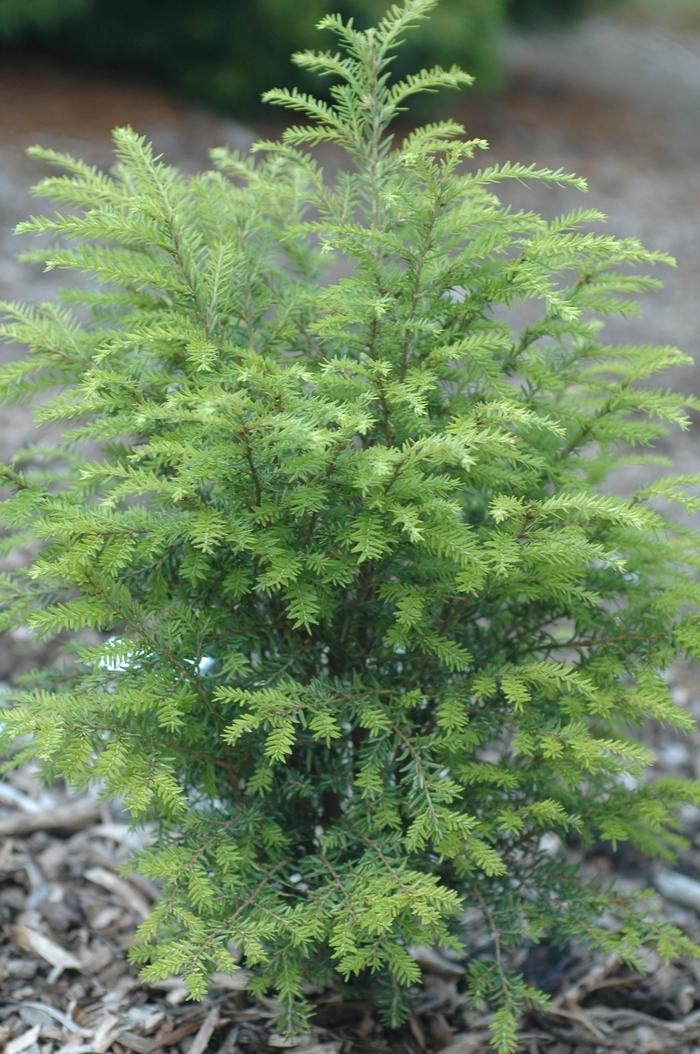Tsuga Canadensis Emerald Fountain - View 2 from www redcrocus com