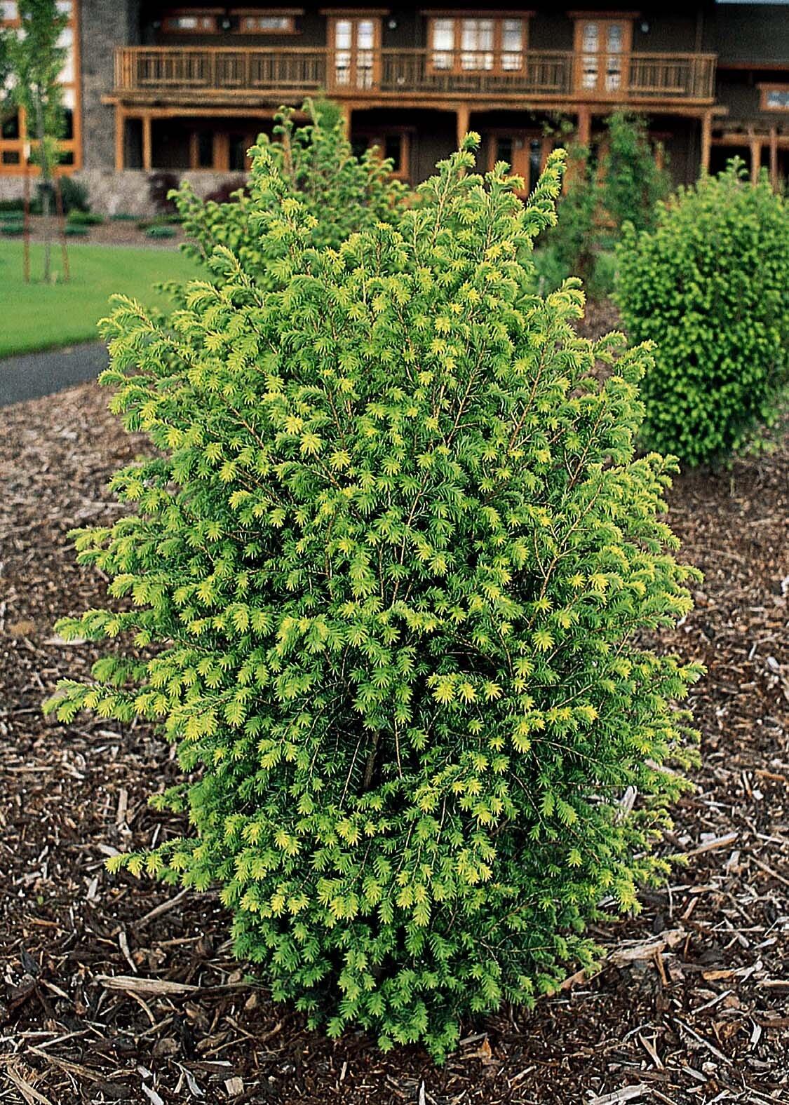 Tsuga Canadensis Emerald Fountain - View 4 from www redcrocus com