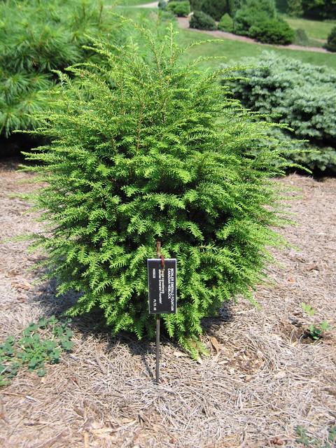 Tsuga Canadensis Emerald Fountain - View 5 from www redcrocus com
