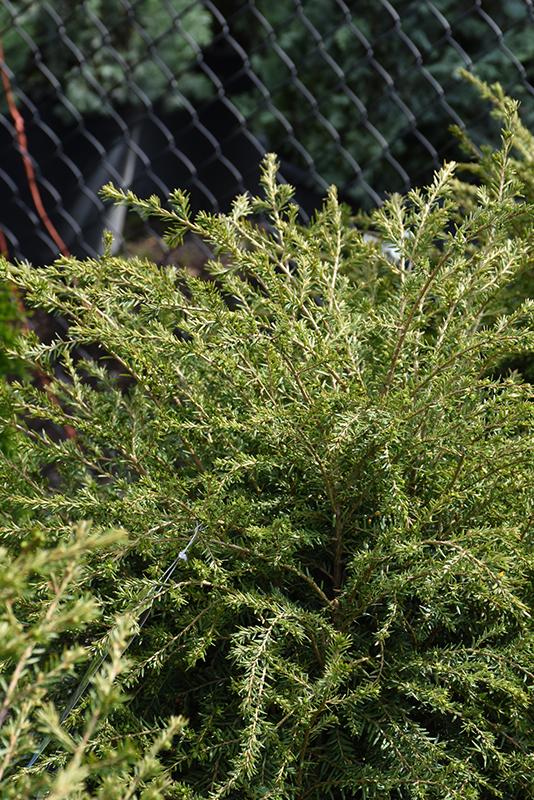 Tsuga Canadensis Emerald Fountain - View 6 from www redcrocus com