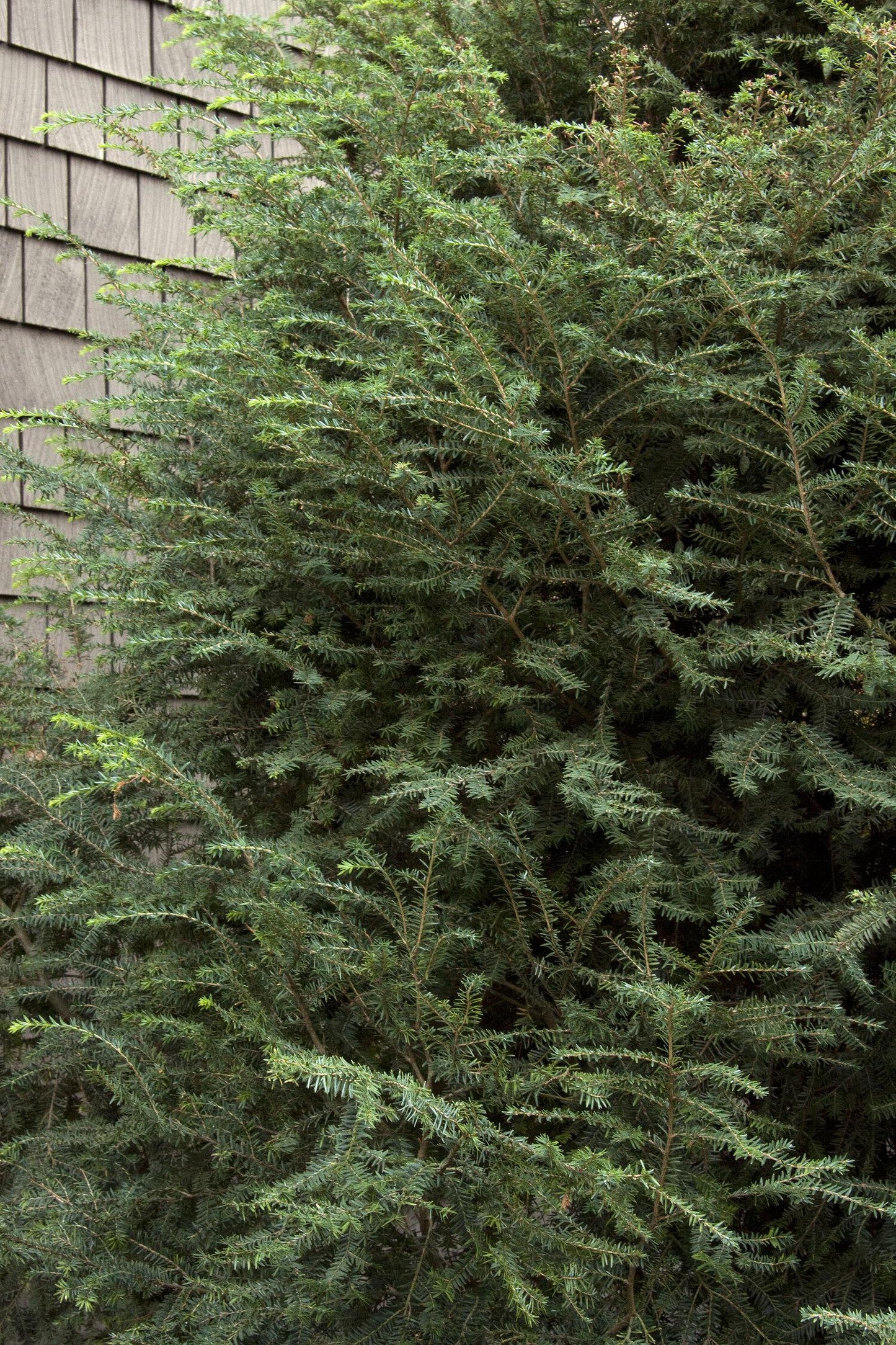 Tsuga Canadensis Emerald Fountain - View 7 from www redcrocus com