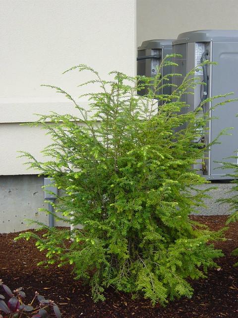 Tsuga Canadensis Emerald Fountain - View 8 from www redcrocus com