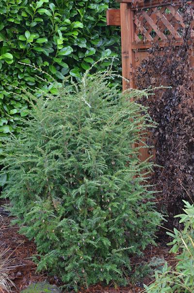 Tsuga Canadensis Emerald Fountain - View 9 from www redcrocus com