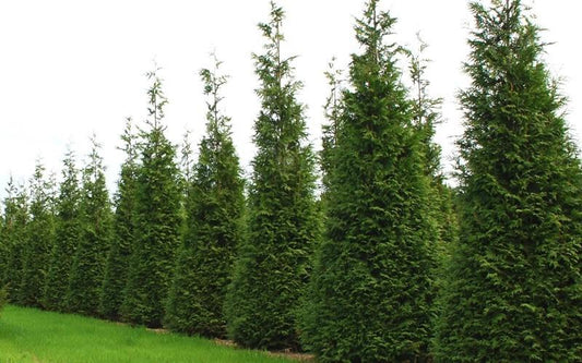Thuja Occidentalis Steeplechase - View 1 from www redcrocus com
