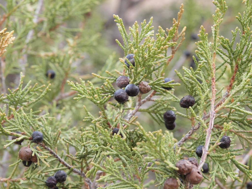 Juniperus Scopulorum 'candelabra' - View 10 from www redcrocus com