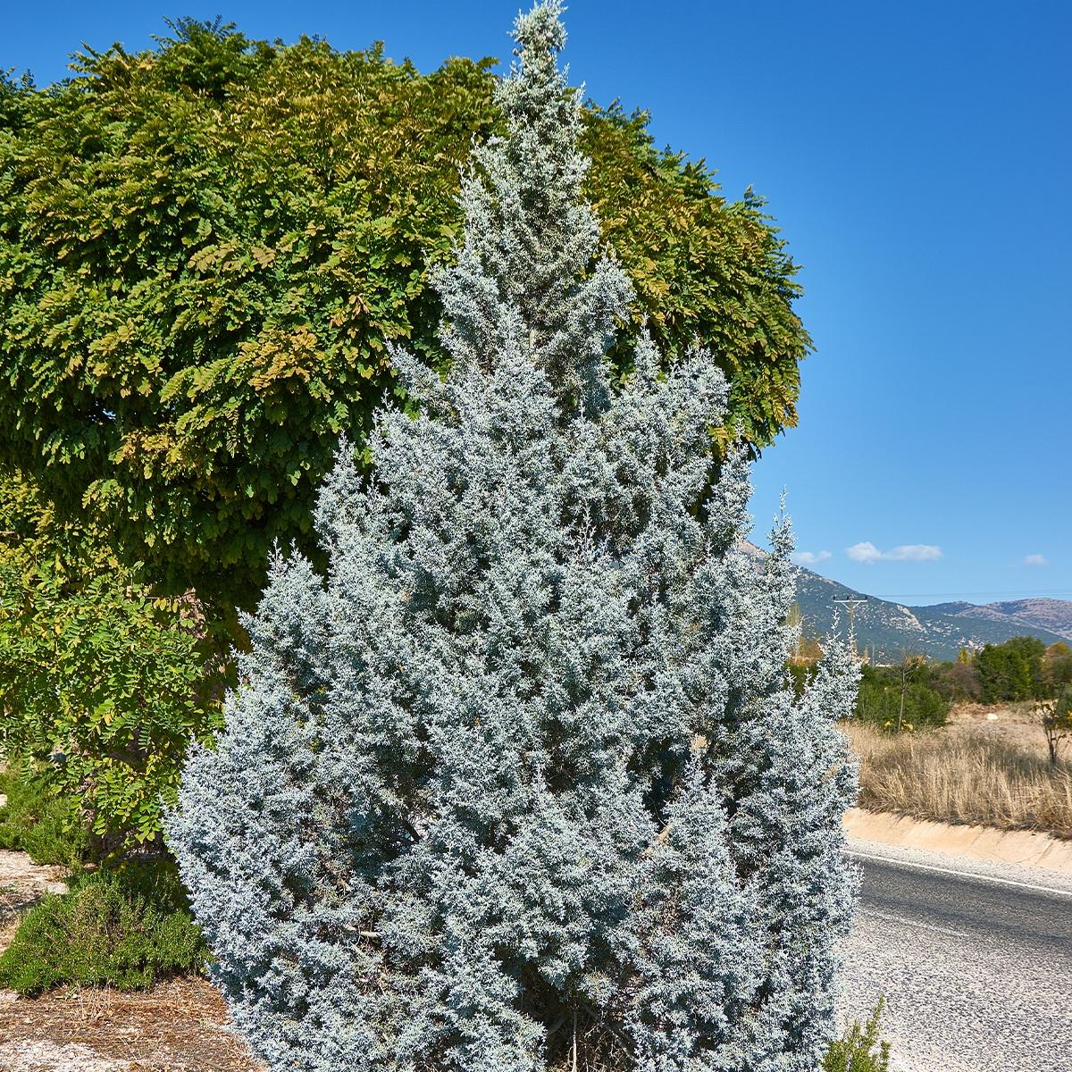 Juniperus Scopulorum 'candelabra' - View 12 from www redcrocus com