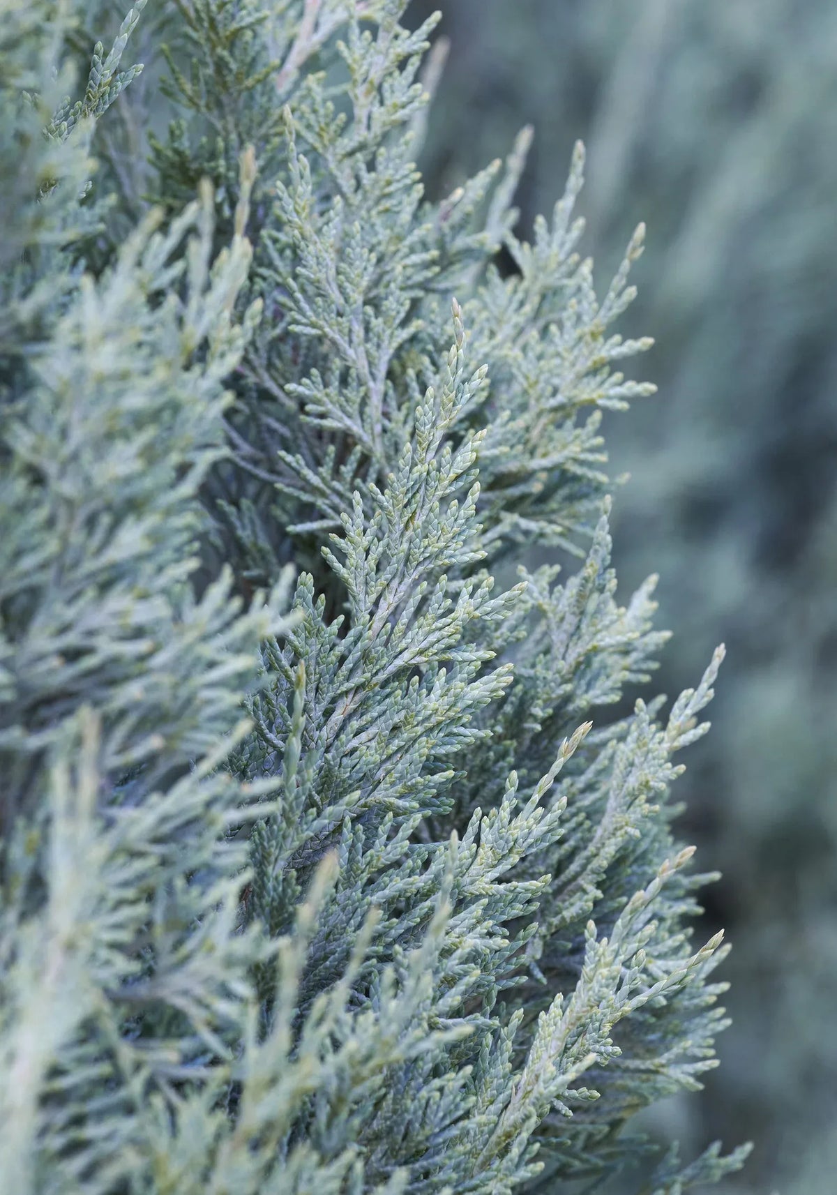 Juniperus Scopulorum 'candelabra' - View 14 from www redcrocus com