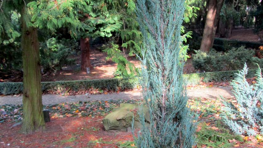 Juniperus Scopulorum 'candelabra' - View 15 from www redcrocus com