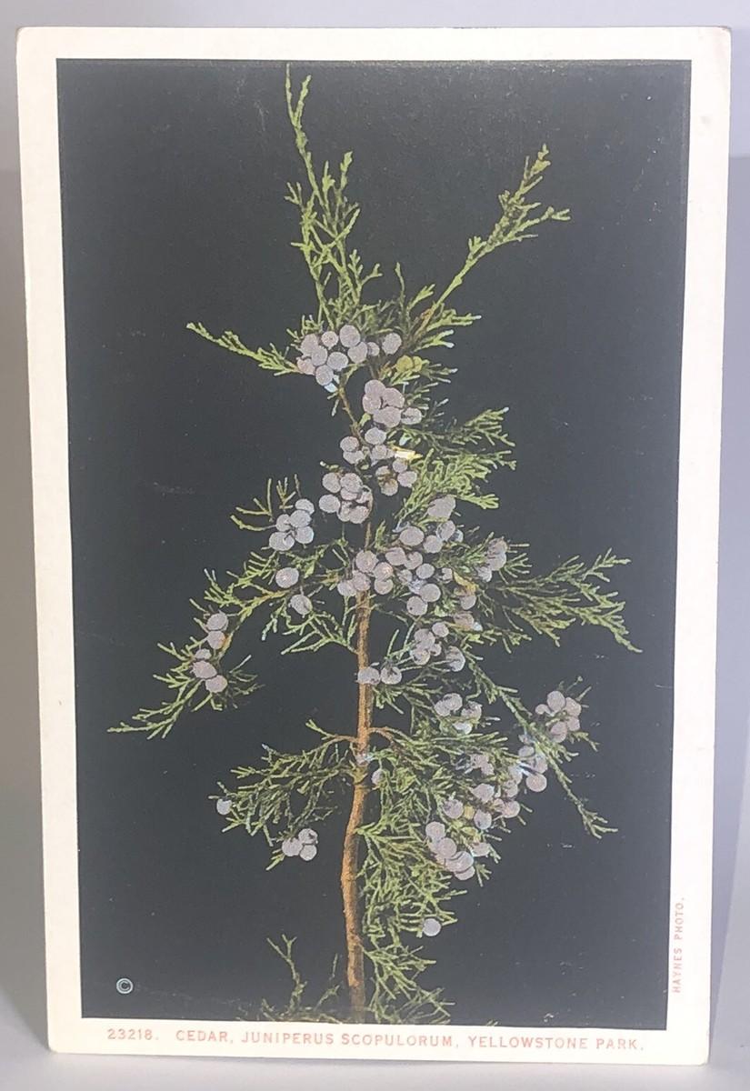 Juniperus Scopulorum 'candelabra' - View 17 from www redcrocus com