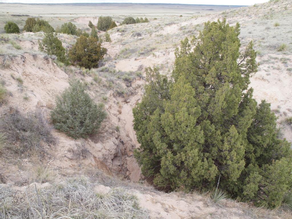 Juniperus Scopulorum 'candelabra' - View 19 from www redcrocus com