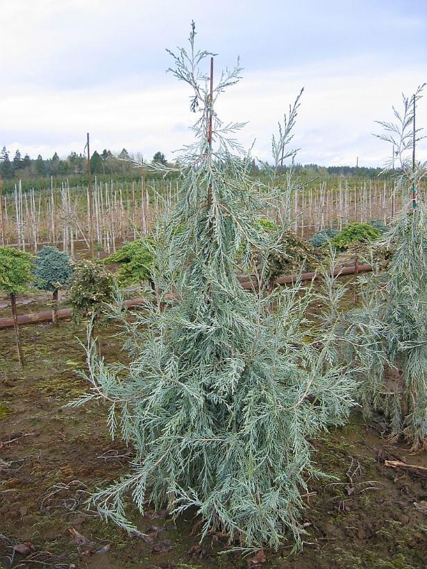 Juniperus Scopulorum 'candelabra' - View 1 from www redcrocus com
