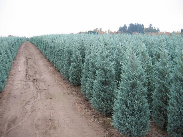 Juniperus Scopulorum 'candelabra' - View 21 from www redcrocus com
