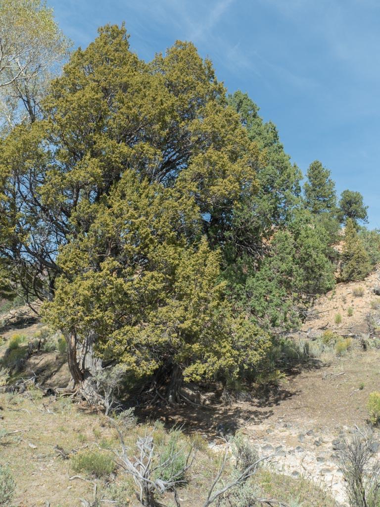 Juniperus Scopulorum 'candelabra' - View 25 from www redcrocus com