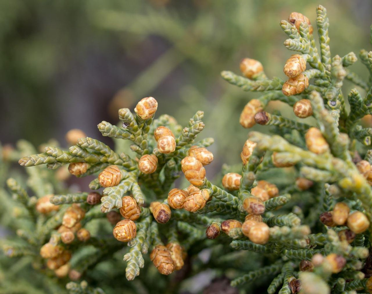 Juniperus Scopulorum 'candelabra' - View 27 from www redcrocus com