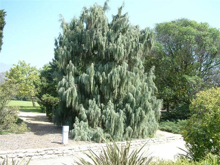 Juniperus Scopulorum 'candelabra' - View 4 from www redcrocus com