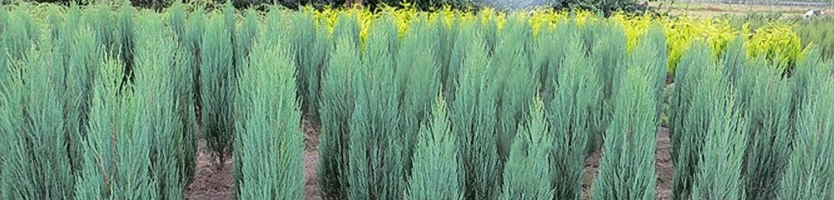 Juniperus Scopulorum 'candelabra' - View 5 from www redcrocus com