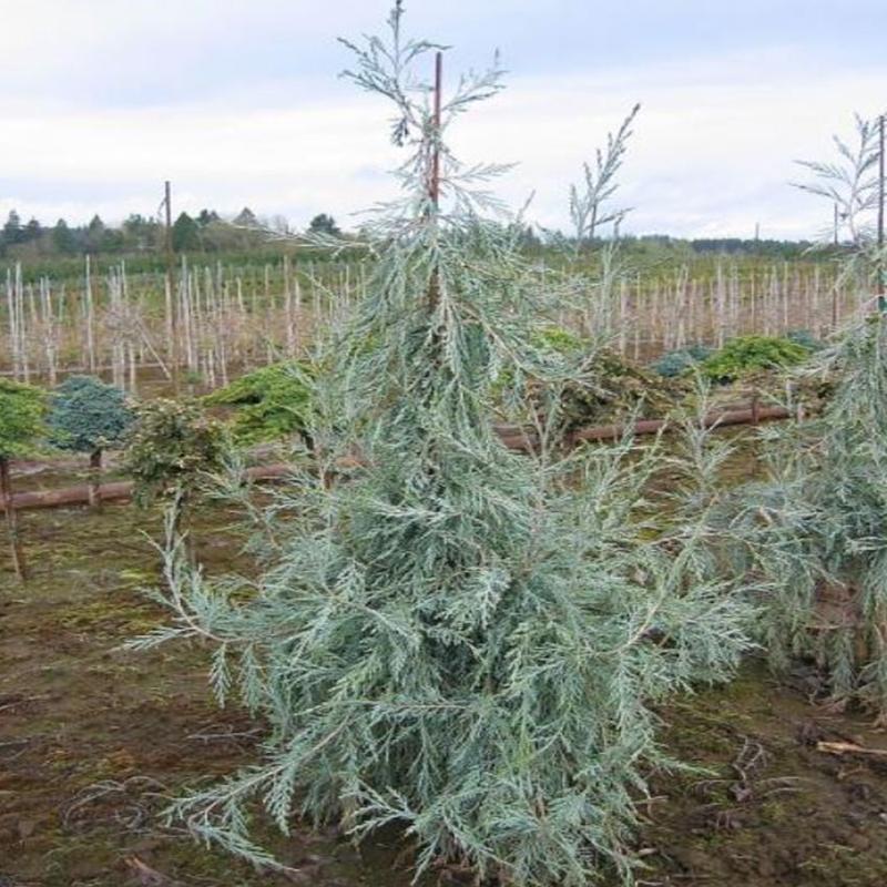 Juniperus Scopulorum 'candelabra' - View 6 from www redcrocus com