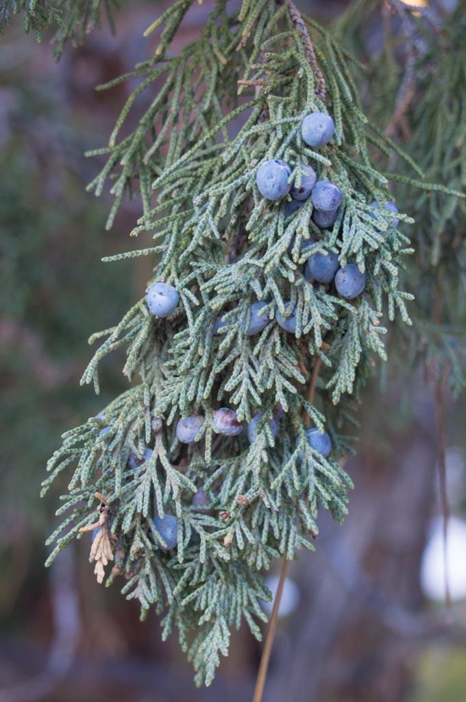 Juniperus Scopulorum 'candelabra' - View 9 from www redcrocus com