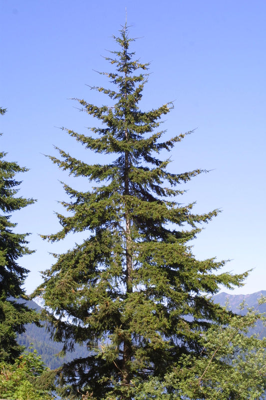 Pseudotsuga Menziesii - View 1 from www redcrocus com