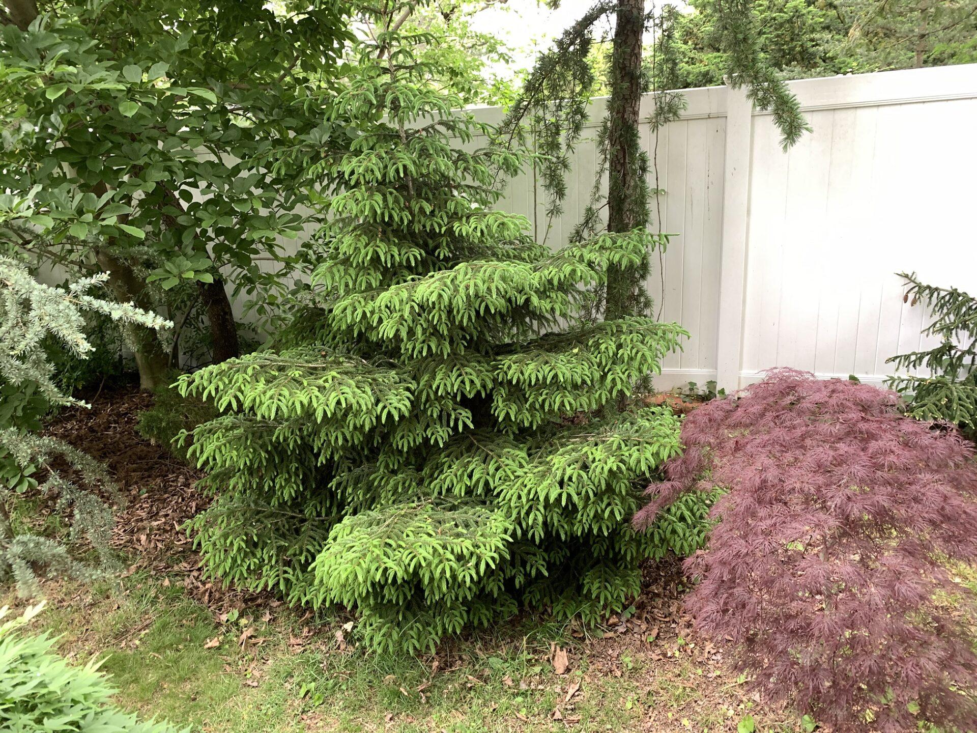 Picea Orientalis 'nigra Compacta' - View 1 from www redcrocus com