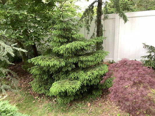 Picea Orientalis 'nigra Compacta' - View 1 from www redcrocus com