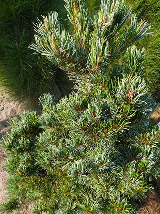 Pinus Parviflora Tempelhof - View 13 from www redcrocus com
