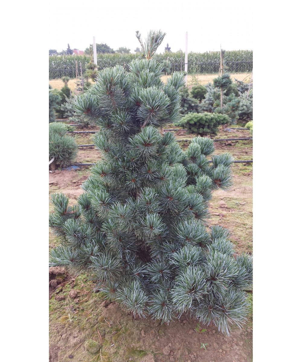 Pinus Parviflora Tempelhof - View 15 from www redcrocus com