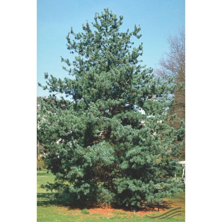 Pinus Parviflora Tempelhof - View 17 from www redcrocus com
