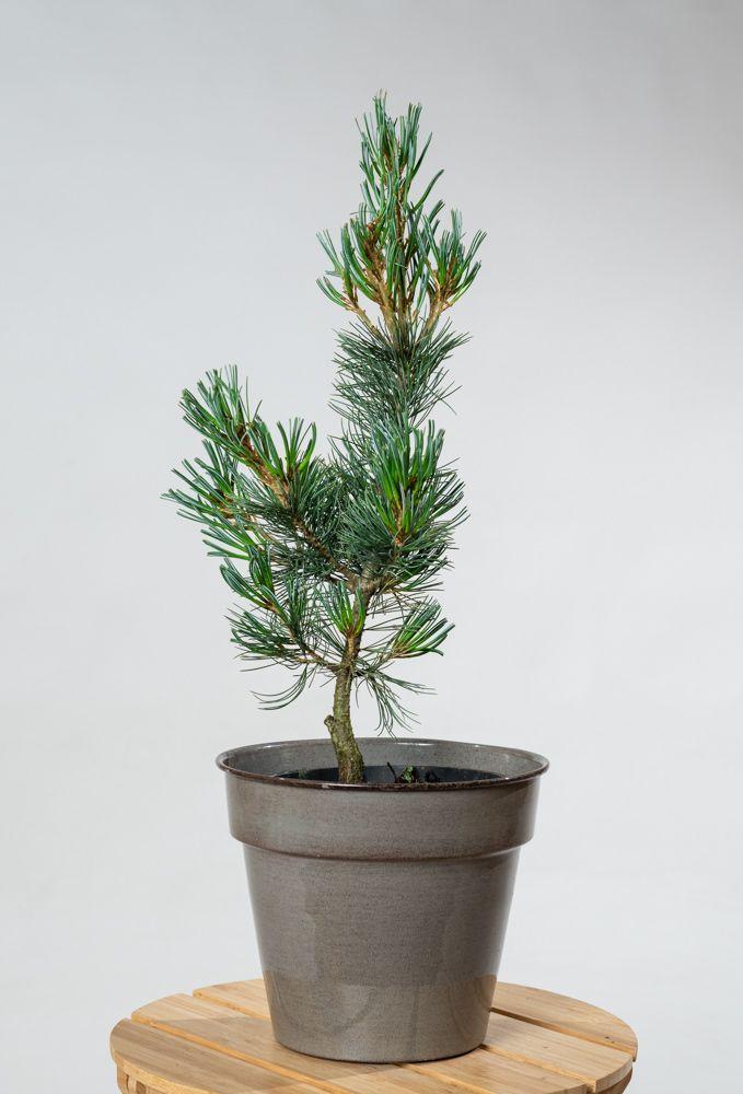 Pinus Parviflora Tempelhof - View 19 from www redcrocus com