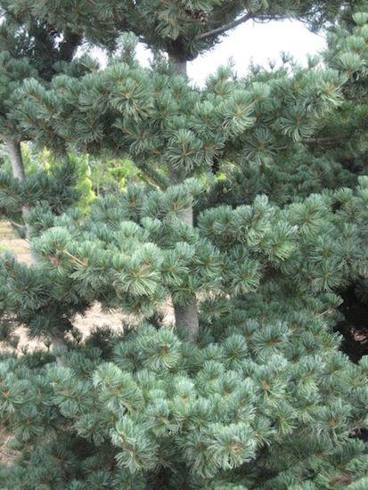 Pinus Parviflora Tempelhof - View 20 from www redcrocus com