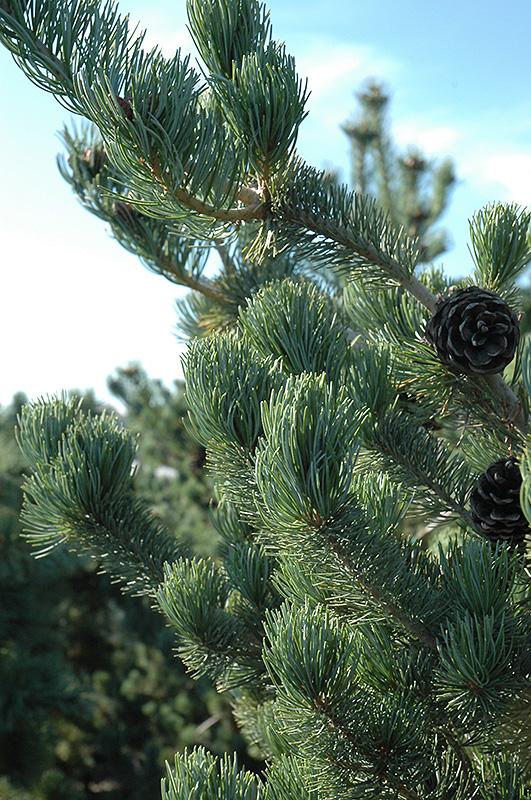 Pinus Parviflora Tempelhof - View 2 from www redcrocus com