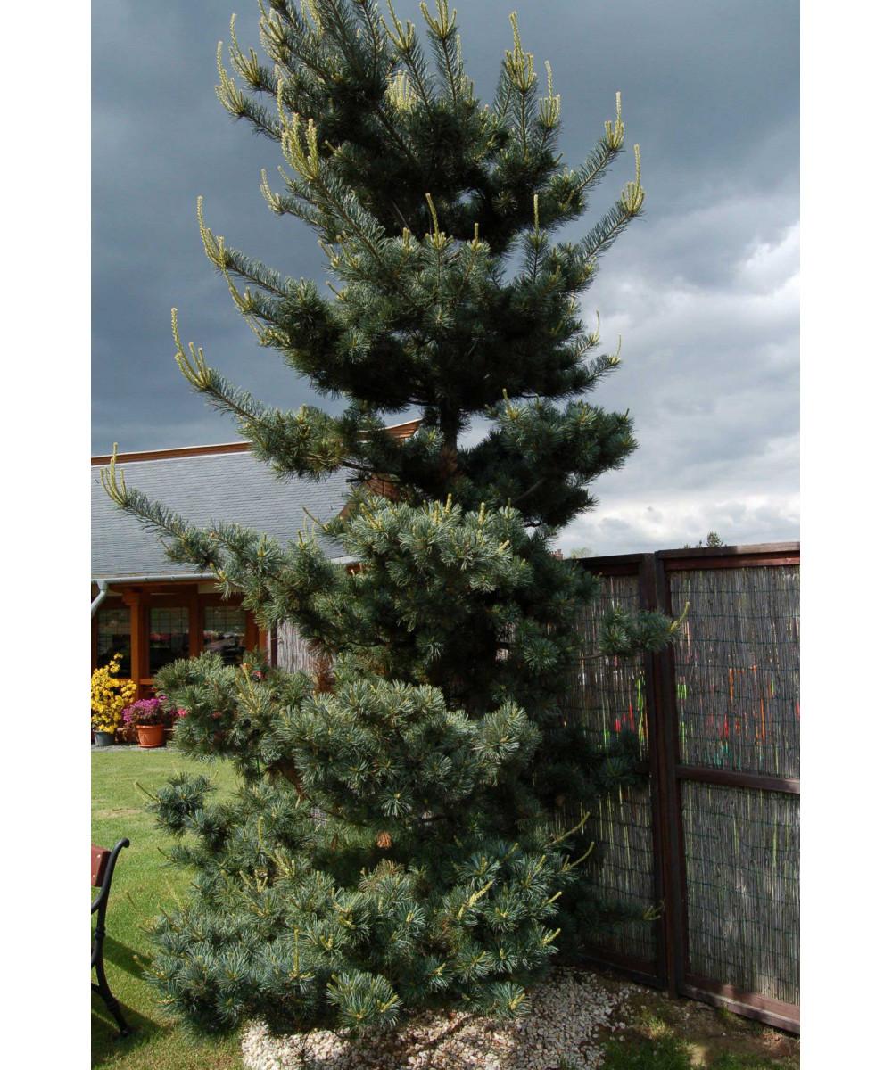Pinus Parviflora Tempelhof - View 3 from www redcrocus com