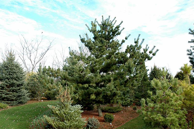 Pinus Parviflora Tempelhof - View 4 from www redcrocus com