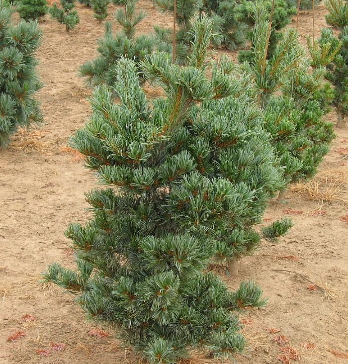 Pinus Parviflora Tempelhof - View 6 from www redcrocus com