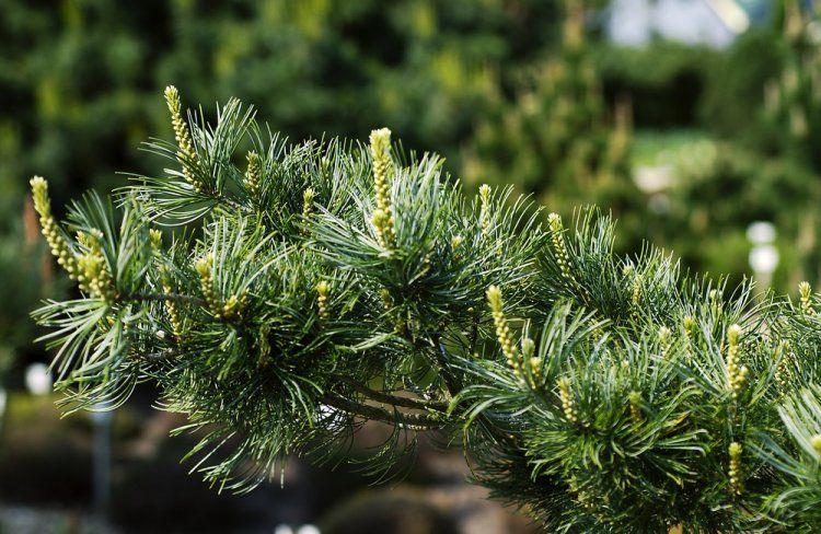 Pinus Parviflora Tempelhof - View 9 from www redcrocus com