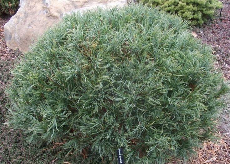 Pinus Strobus Vercurve - View 9 from www redcrocus com