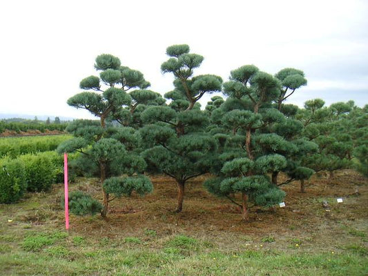 Pinus Sylvestris Bonna - View 10 from www redcrocus com