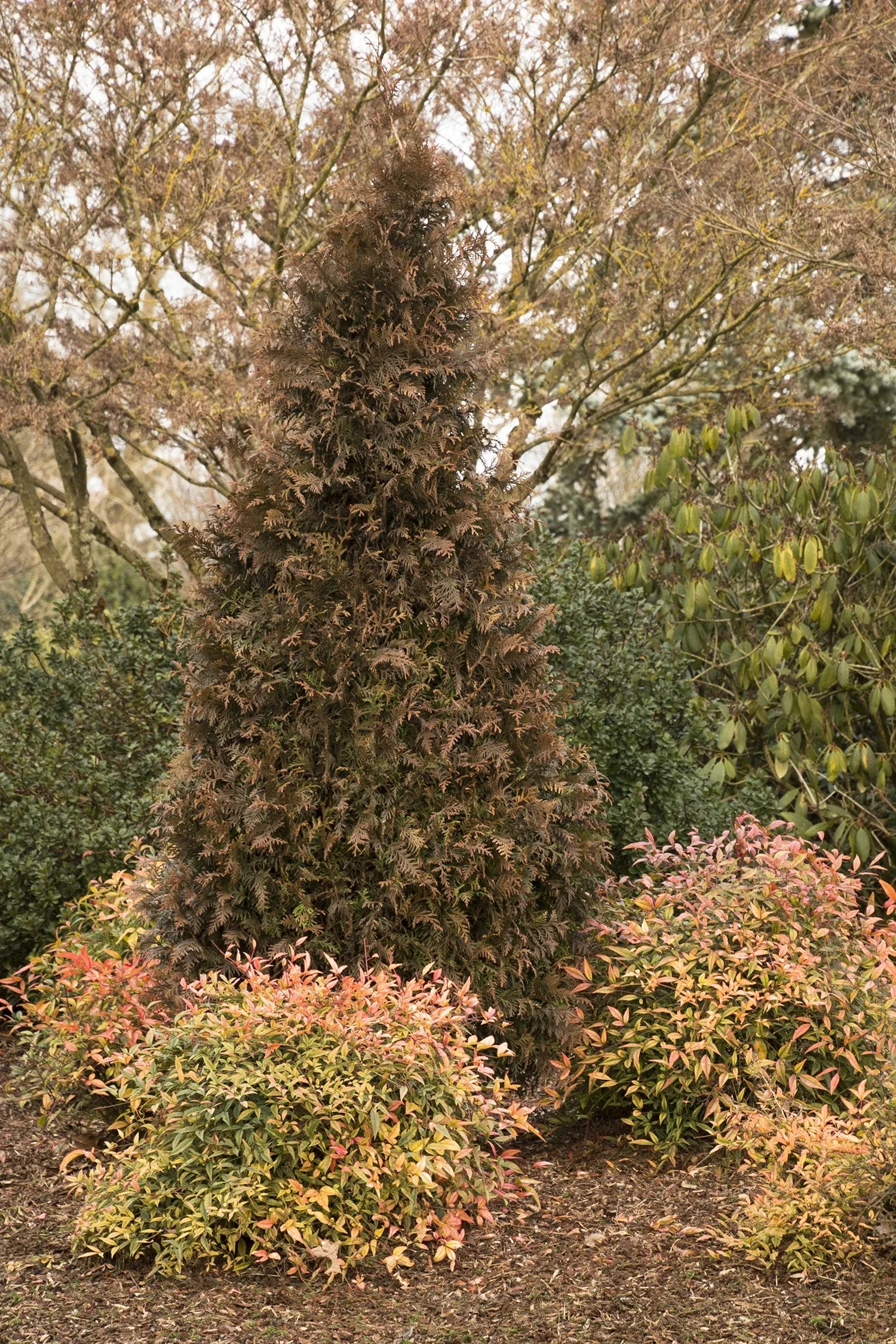 Thuja Plicata 'tiny Tower' - View 12 from www redcrocus com