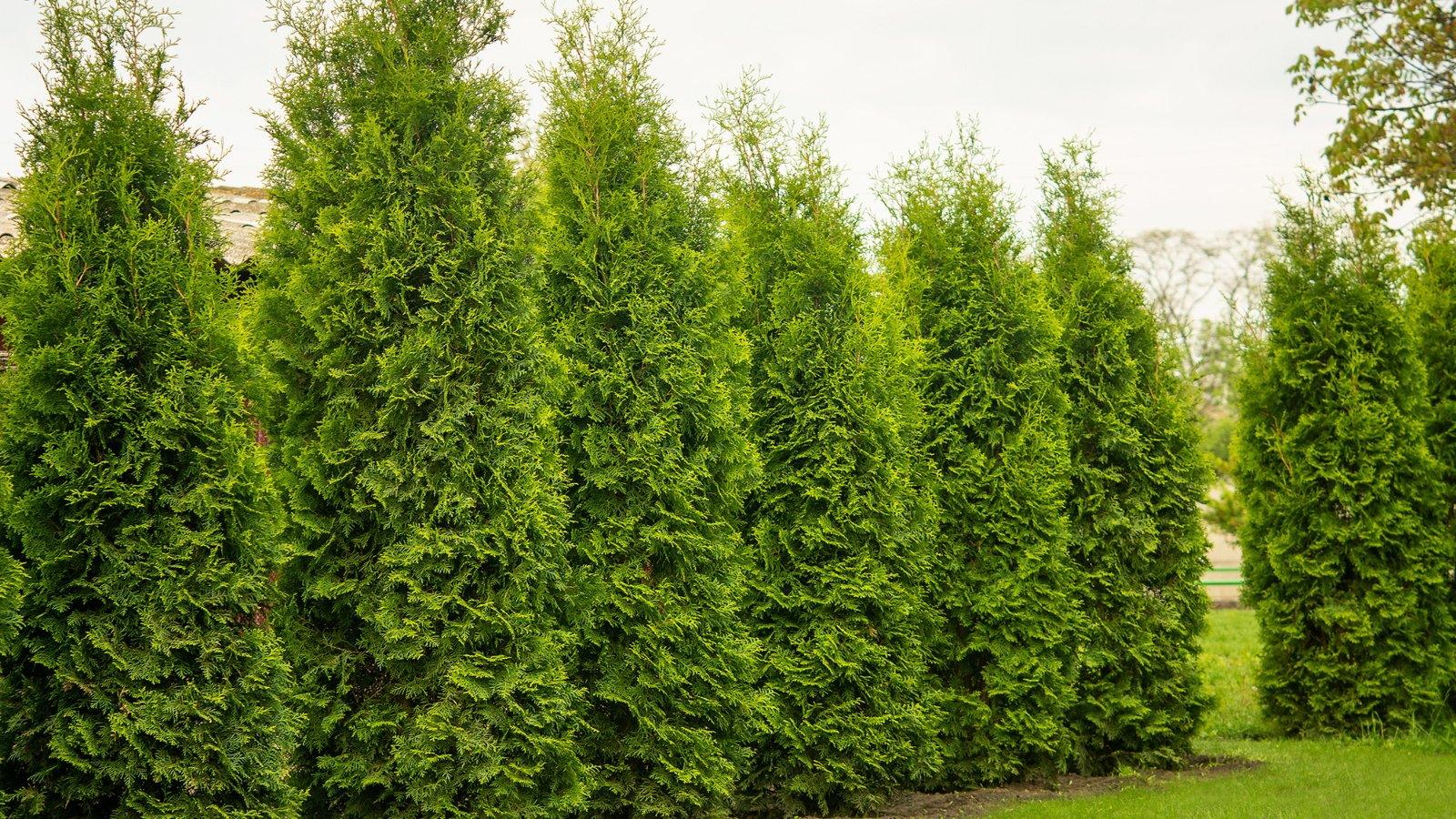 Thuja Plicata 'tiny Tower' - View 18 from www redcrocus com