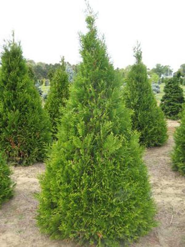 Thuja Occidentalis Elegantissima - View 10 from www redcrocus com
