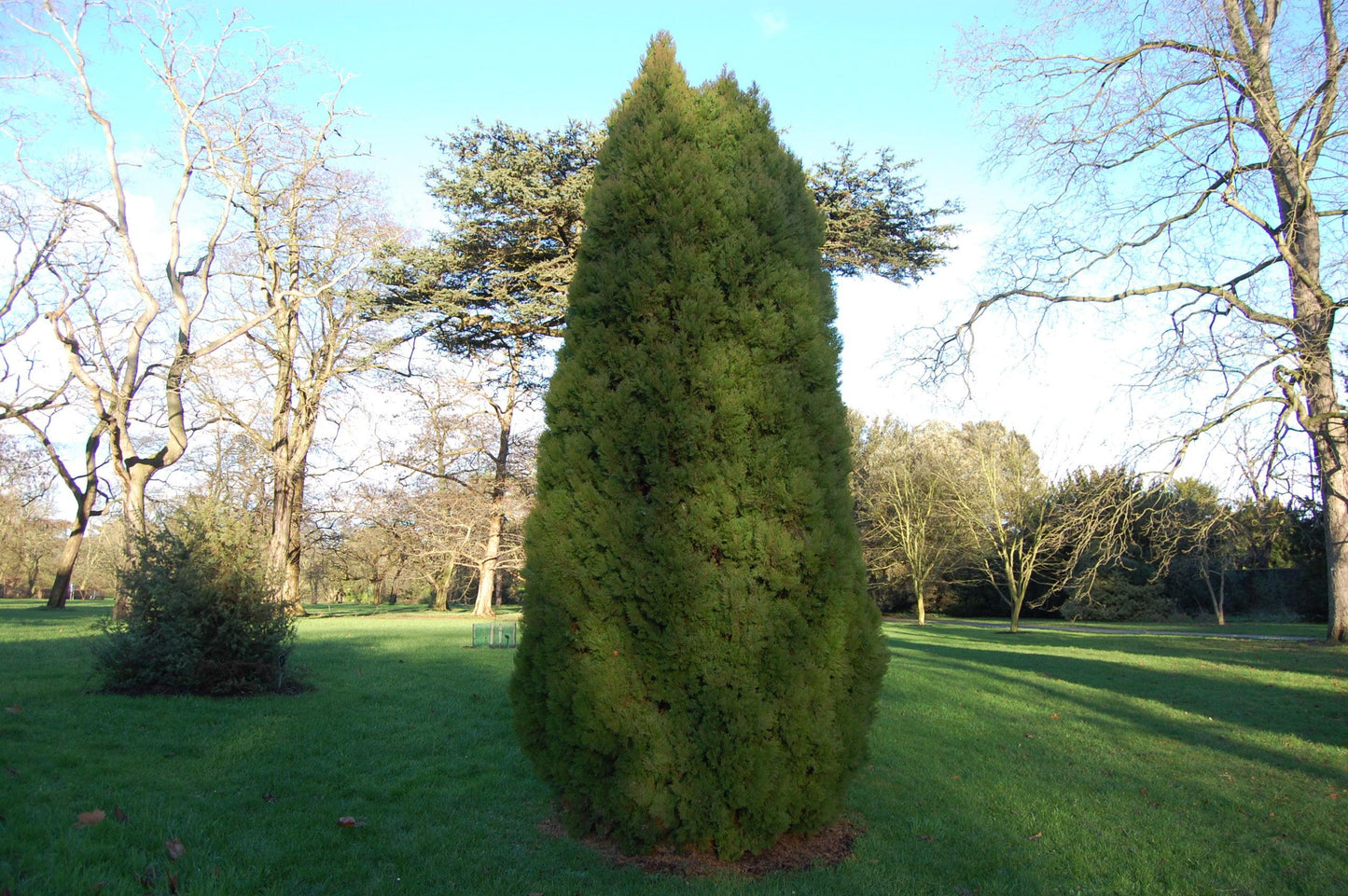 Thuja Occidentalis Elegantissima - View 11 from www redcrocus com