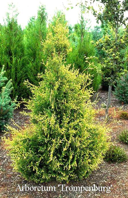 Thuja Occidentalis Elegantissima - View 13 from www redcrocus com