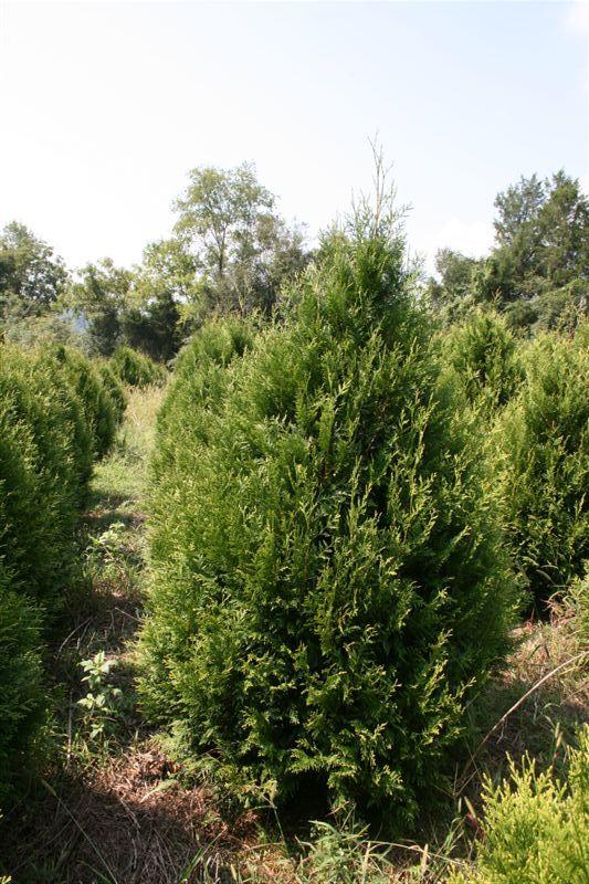 Thuja Occidentalis Elegantissima - View 14 from www redcrocus com