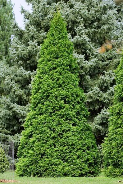 Thuja Occidentalis Elegantissima - View 16 from www redcrocus com